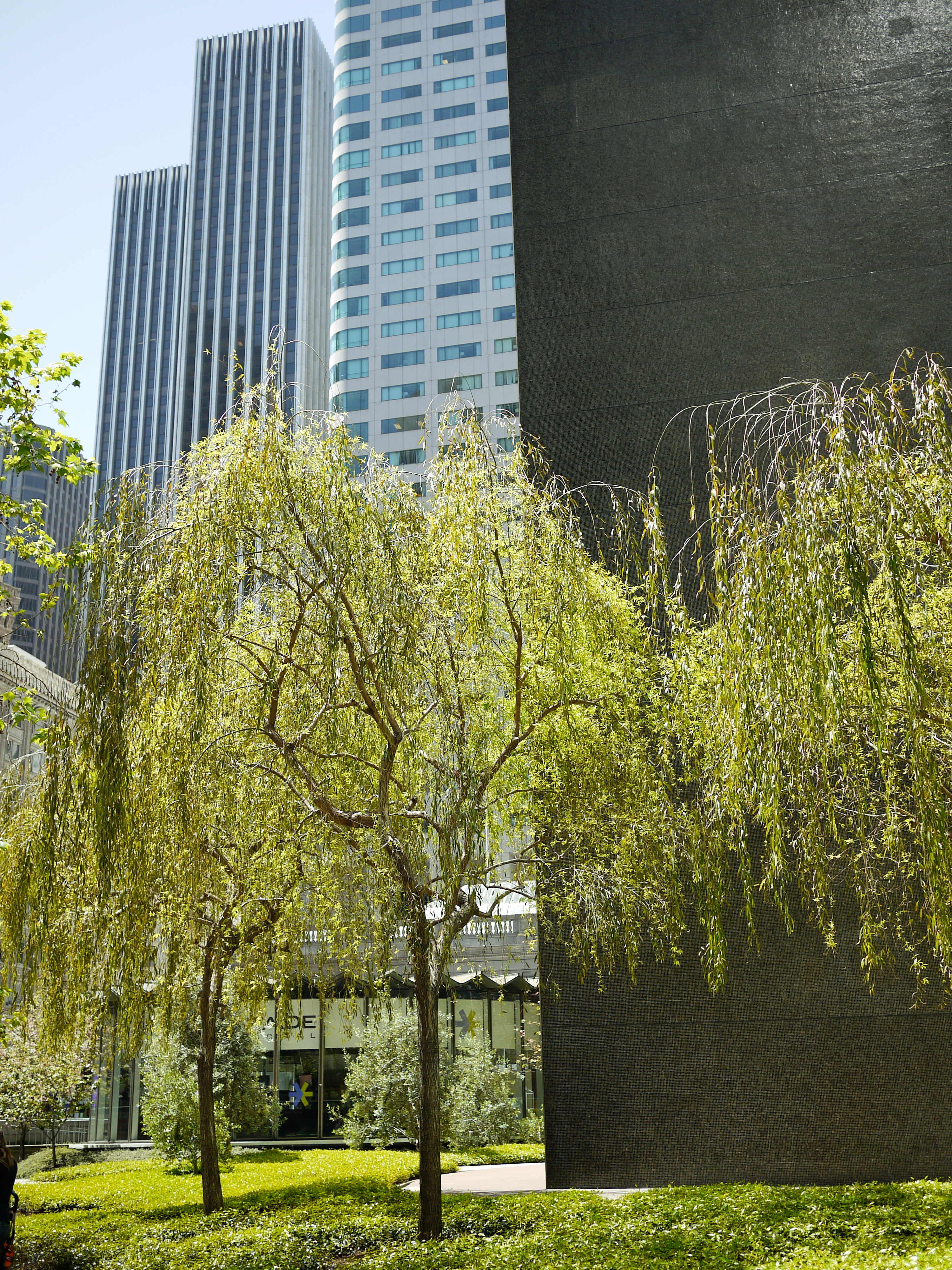 Green trees and plants in an urban park with tall modern buildings in the background.