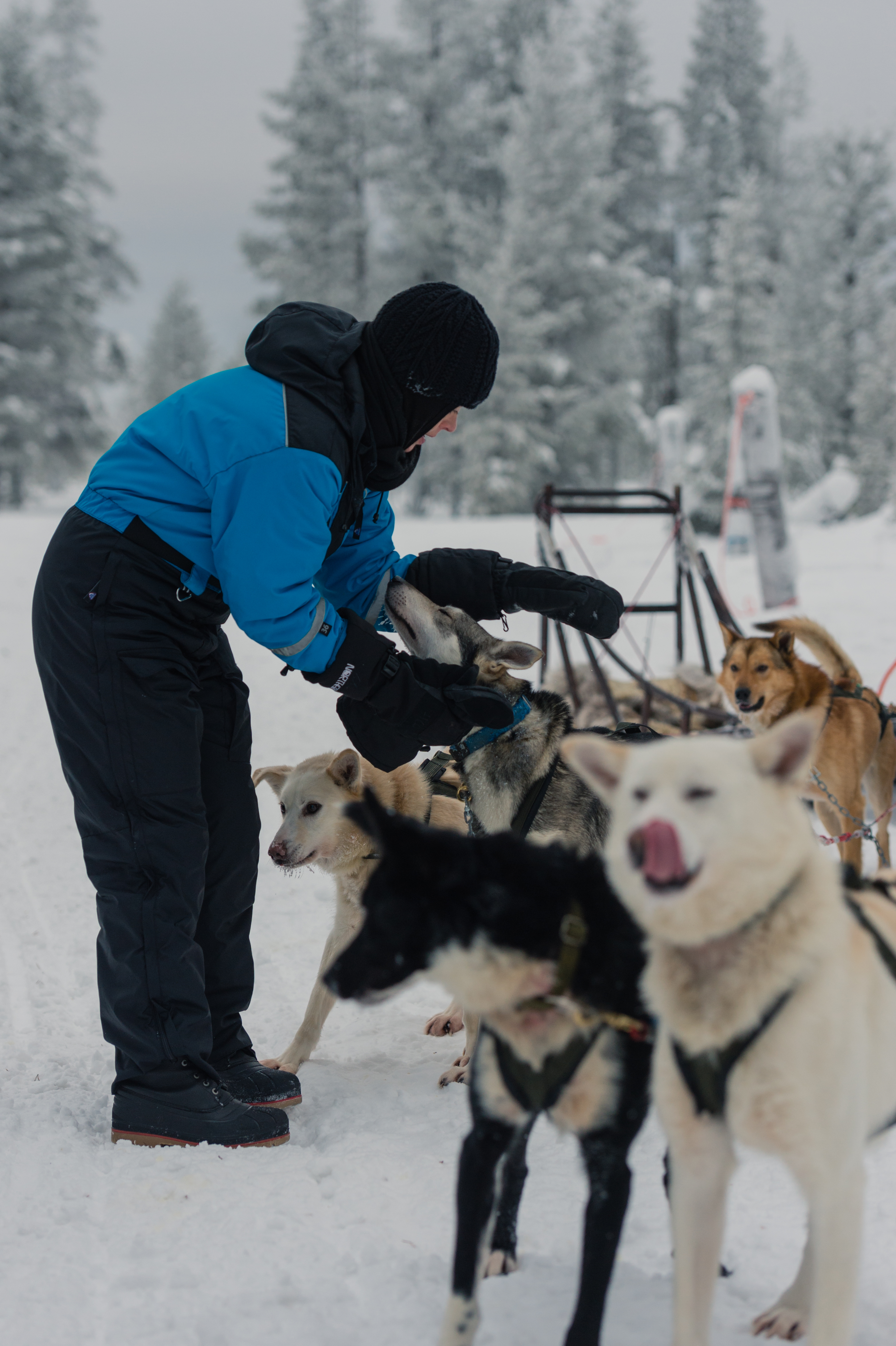 A person in winter gear pets a sled dog while a team of harnessed dogs waits in the snow.