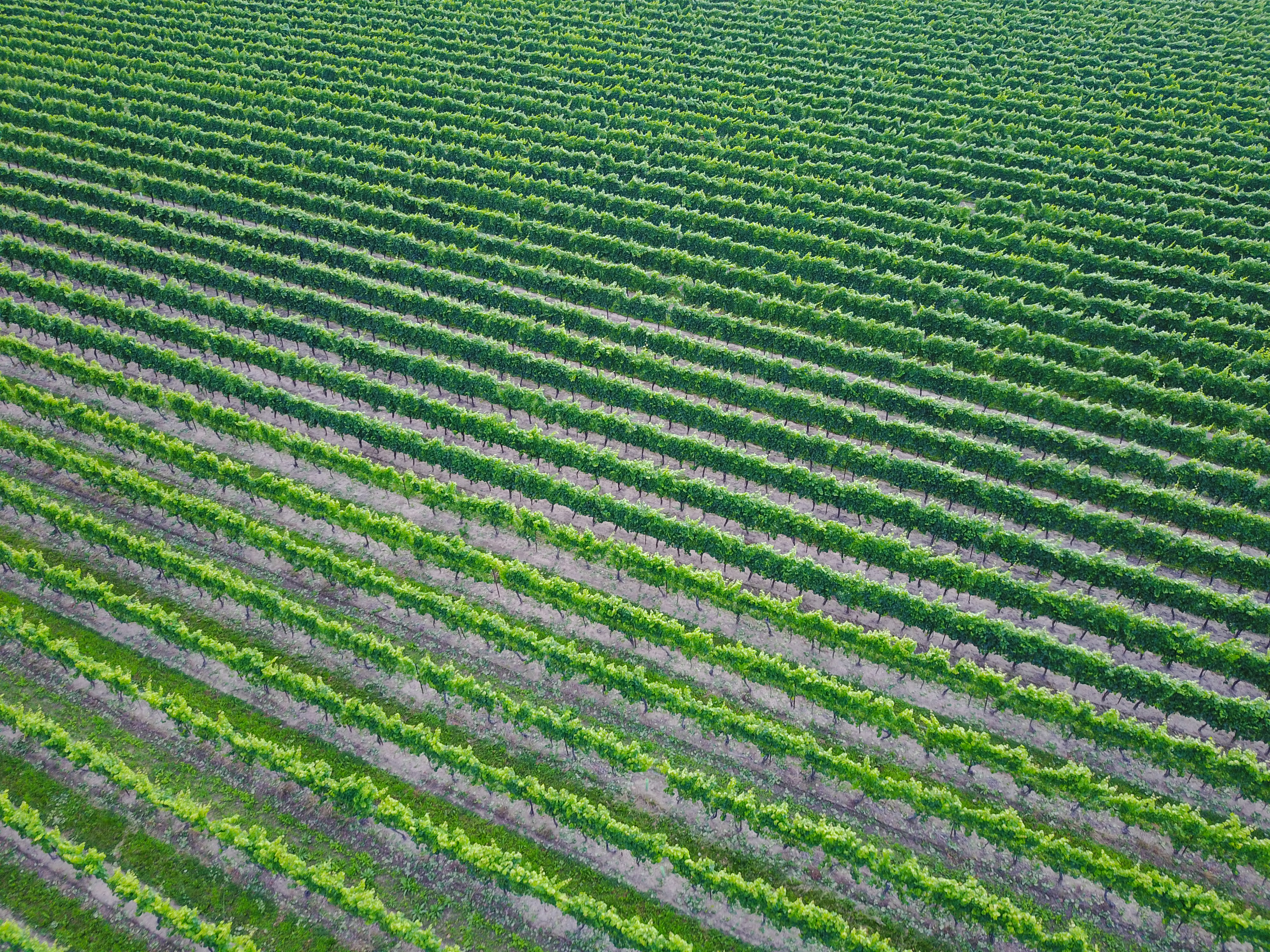 Aerial view of a vineyard with rows of green grapevines growing in neat, parallel lines.