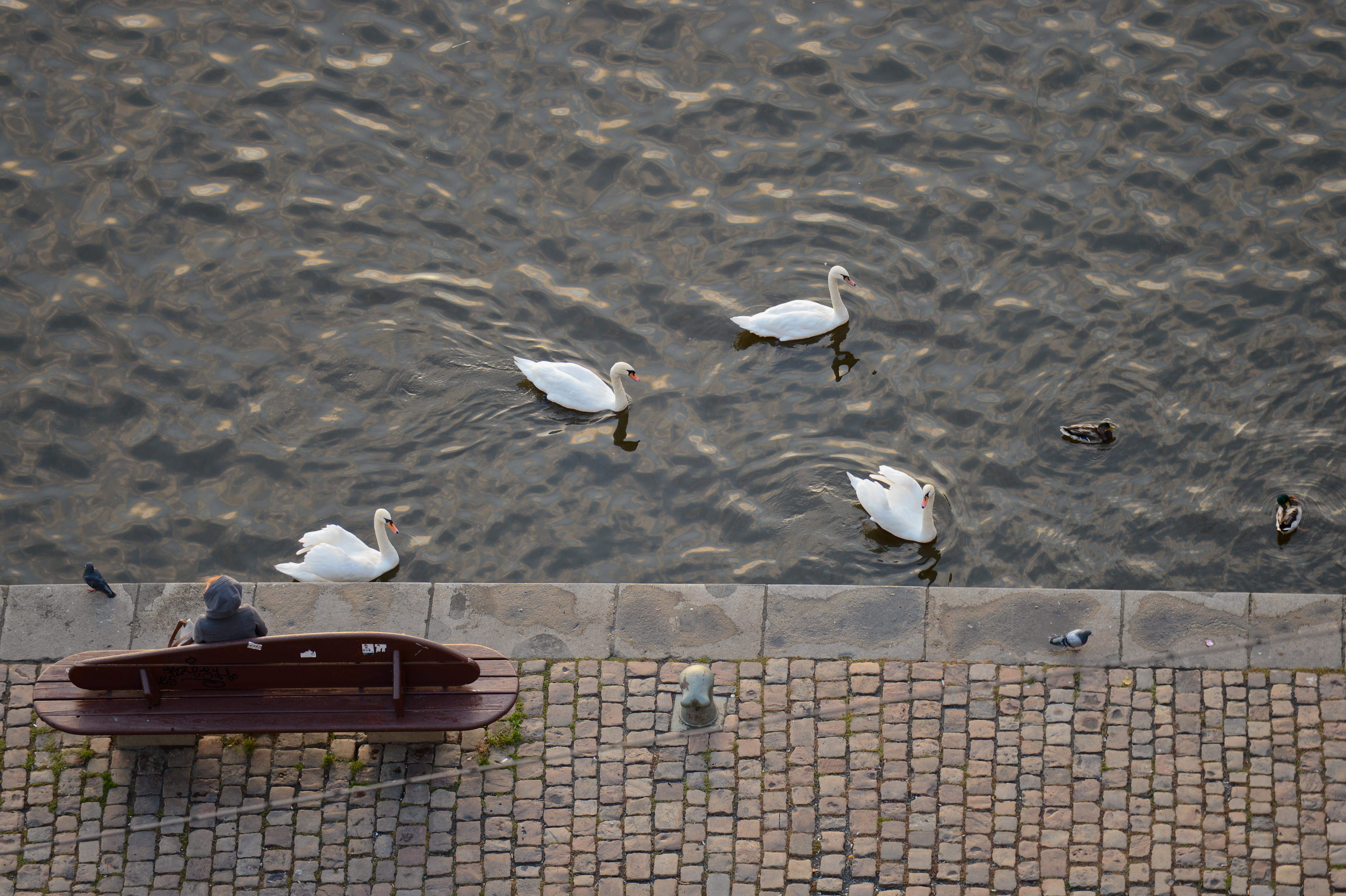 A person sits on a bench by the water, watching swans and ducks swim nearby.