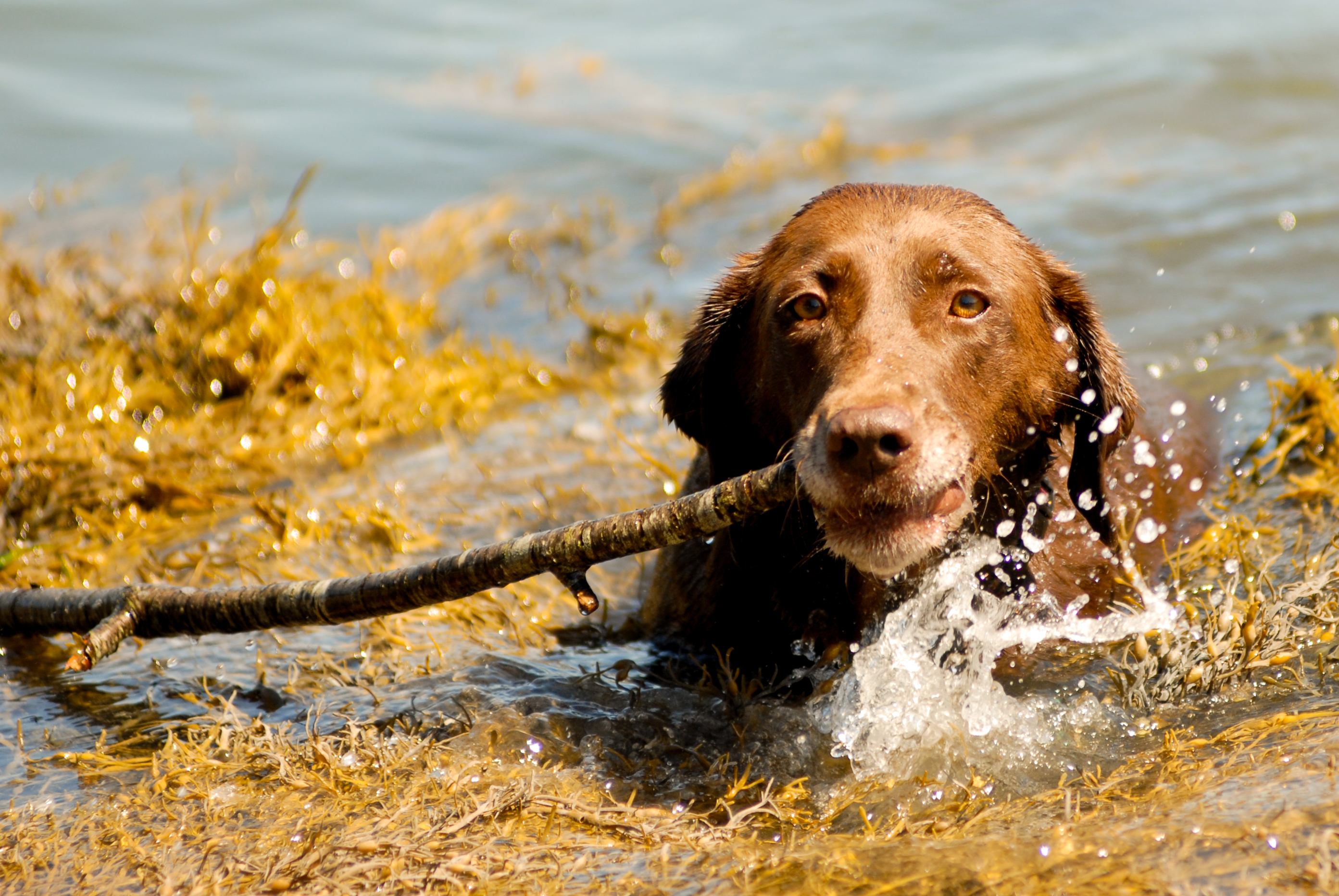 A wet brown dog emerges from the water, gripping a large stick in its mouth.